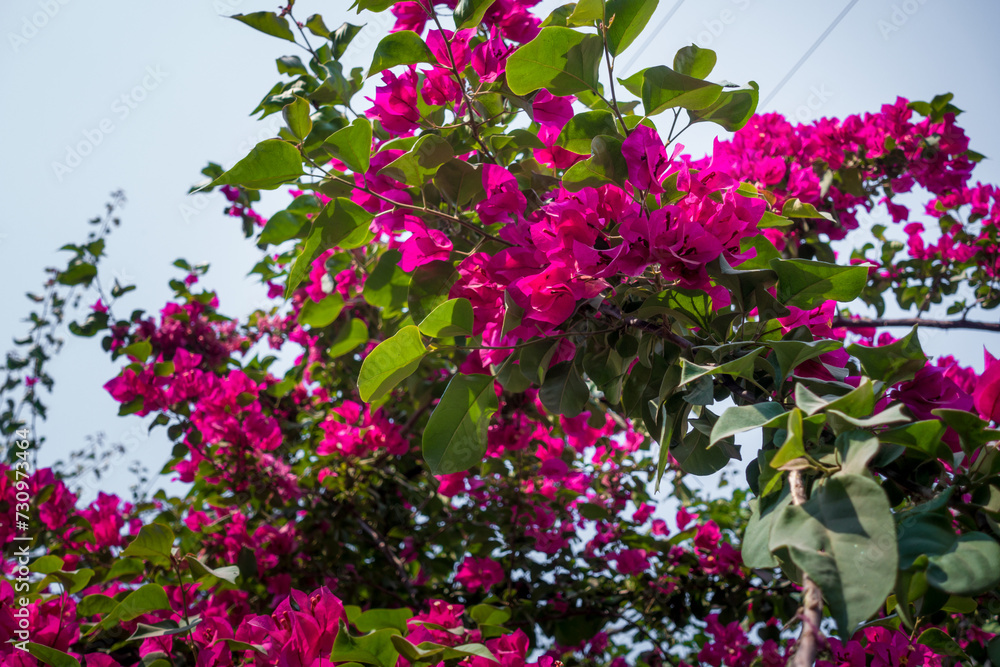 A closeup shot of Pink Bougainvillea plant vine, flowers and leaves. dehradun Uttarakhand India. A closeup shot of Pink Bougainvillea plant vine, flowers and leaves. dehradun Uttarakhand India.