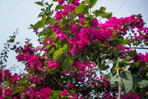 Wallpaper Mural A closeup shot of Pink Bougainvillea plant vine, flowers and leaves. dehradun Uttarakhand India. Torontodigital.ca