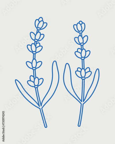 Two branches of lavender. Line art, retro. Plants and herbs for cosmetics.
