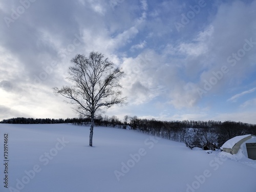 雪の丘の木 © 敦夫 鈴木