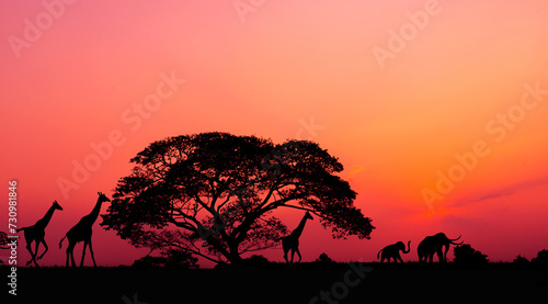 Amazing sunset and sunrise.Panorama silhouette tree on africa.Dark tree on open field dramatic sunrise.Safari theme.Giraffes. © Mohwet