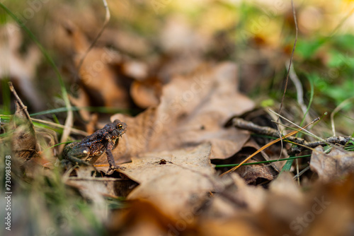 Ropucha - Żaba na tle liści