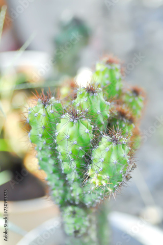 cactus , ERIOCEREUS Harrisia jusbertii or cactus or Fairytale castle or Cereus peruvianus or mammillaria photo