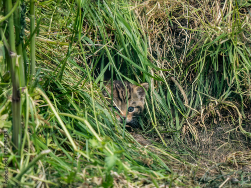 Scottish Wildcat Kitten in Grass