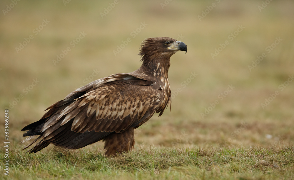 Eagle Eagle