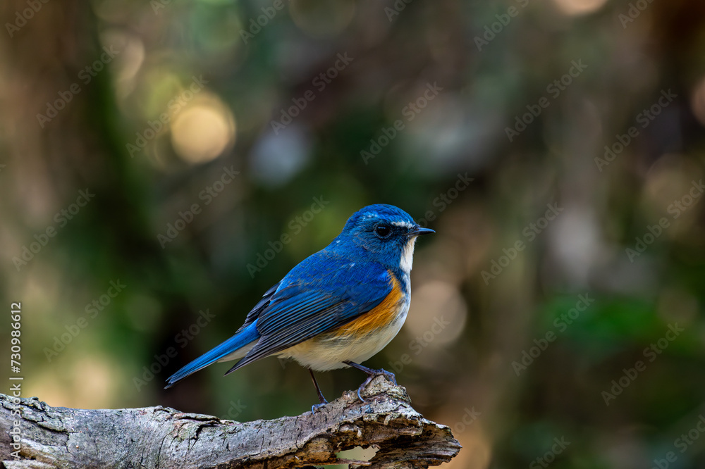 枝に止まる可愛くて美しい青い鳥のルリビタキ