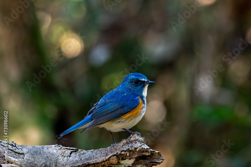 枝に止まる可愛くて美しい青い鳥のルリビタキ