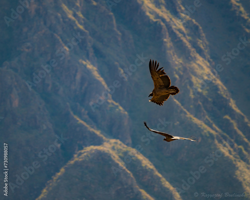 Condor in Colca kanion