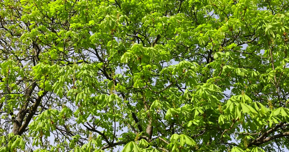 a flowering chestnut tree in the spring season, a spring park with chestnuts with flowers and with the first green foliage in sunny weather a flowering chestnut tree in the spring season, a spring park with chestnuts with flowers and with the first green foliage in sunny weather