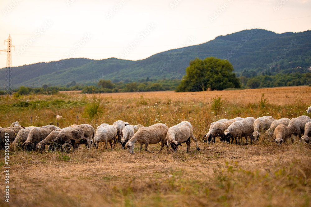 View of field in autumn and group of white sheep close up eating the dry yellow grass in a small village field in Bulgaria.