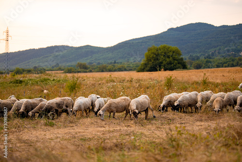 View of field in autumn and group of white sheep close up eating the dry yellow grass in a small village field in Bulgaria.