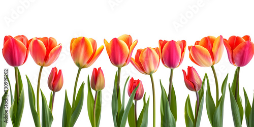 red and yellow tulips PNG