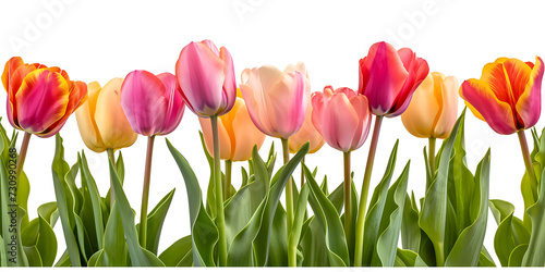 red and yellow tulips PNG #730990268