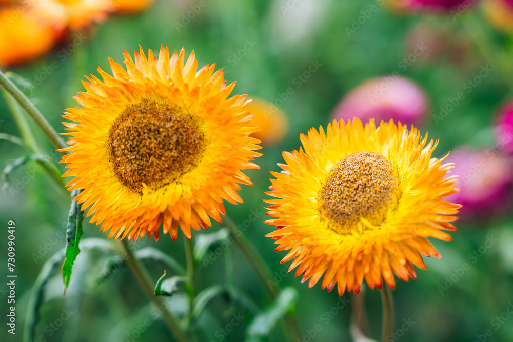 Fototapeta premium Beautiful Straw flower or Everlasting Daisy flower blooming in the garden on springtime