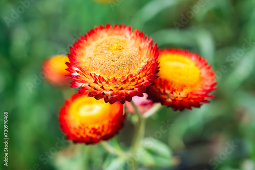Beautiful Straw flower or Everlasting Daisy flower blooming in the garden on springtime
