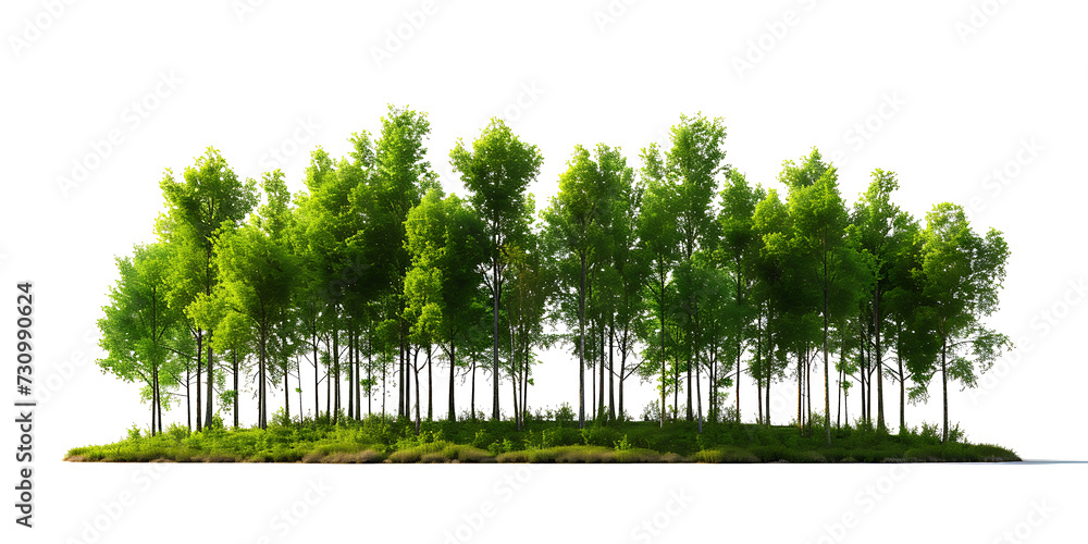 Realistic image of forest on transparent background PNG - obrazy, fototapety, plakaty 