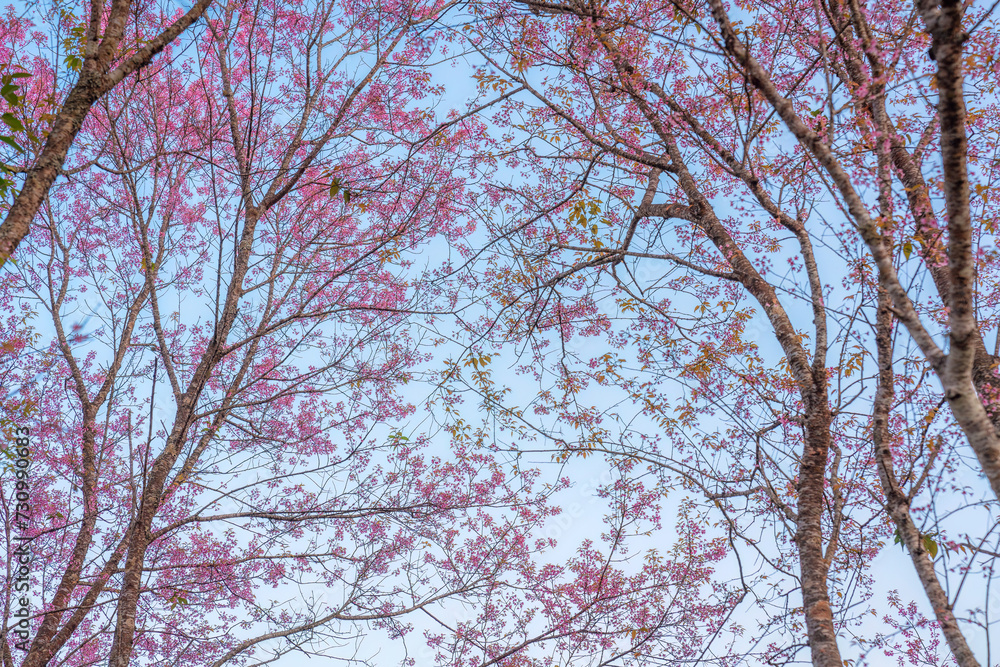 Pink wild himalayan cherry tree blooming in the garden on springtime at Phu Lom Lo Pink wild himalayan cherry tree blooming in the garden on springtime at Phu Lom Lo