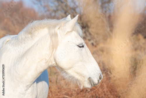 Cheval blanc de Camargue dans le sud de la France. Chevaux   lev  s en libert   au milieu des taureaux Camarguais dans les   tangs de Camargue. Dress  s pour   tre mont  s par des gardians. 
