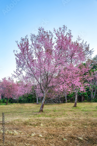 Wild himalayan cherry tree with pink flower blooming in springtime on agriculture field at Phu Lom Lo