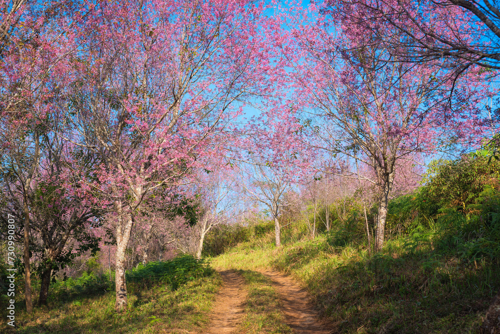 Wild himalayan cherry tree with pink flower blooming in springtime on agriculture field at Phu Lom Lo Wild himalayan cherry tree with pink flower blooming in springtime on agriculture field at Phu Lom Lo