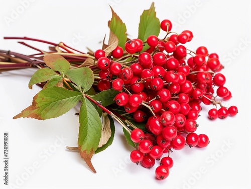 Fresh Red Viburnum Berries Isolated on White