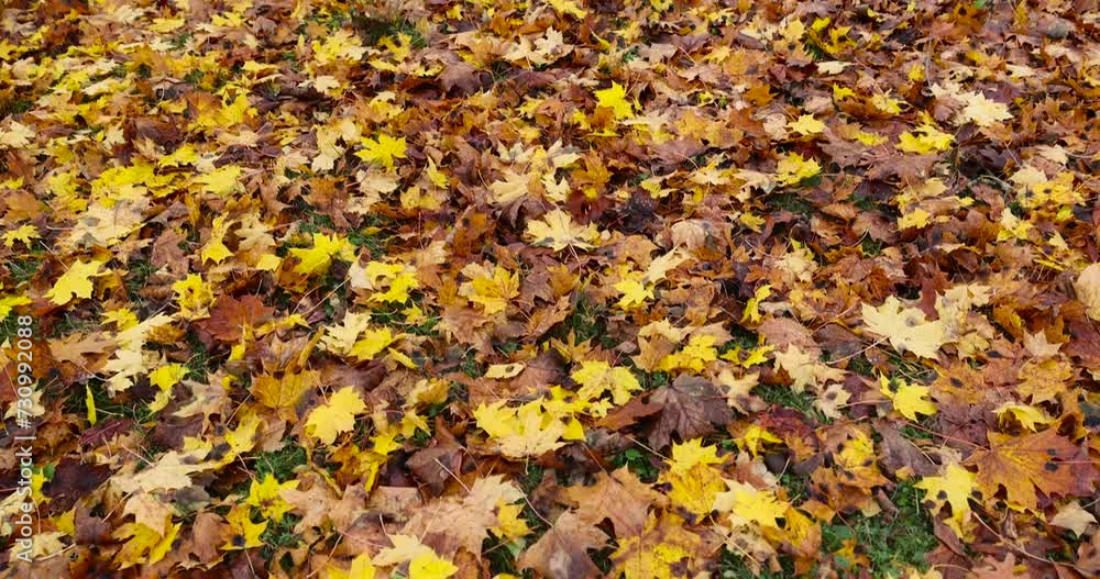 yellow foliage maple trees in autumn, maple in autumn in cloudy weather yellow foliage maple trees in autumn, maple in autumn in cloudy weather