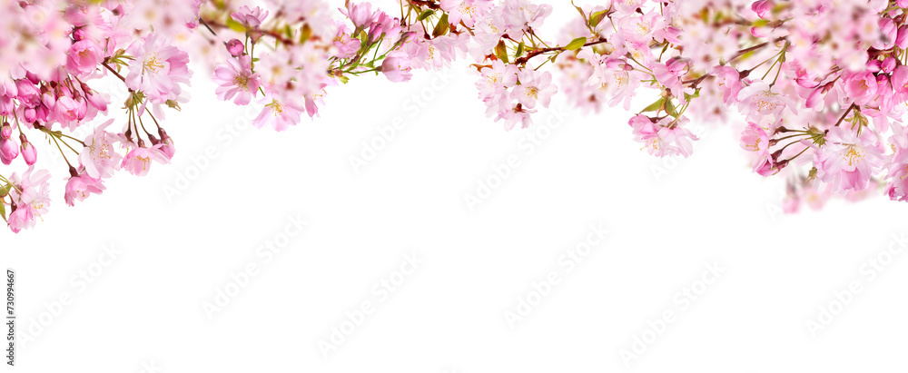 A webpage banner of fresh bright pink cherry blossom flowers on a tree branch in spring, sakura springtime season, isolated against a transparent background.