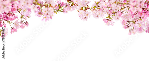 A webpage banner of fresh bright pink cherry blossom flowers on a tree branch in spring, sakura springtime season, isolated against a transparent background. © Duncan Andison
