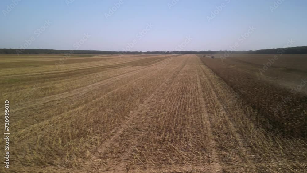 Combine harvesting sunflower on the field Combine harvesting sunflower on the field