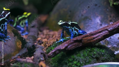 poison dart frog, Dendrobates tinctorius from the Amazon rain forest near the border of Suriname and Brazil. beuatiful macro of exotic amphibian photo