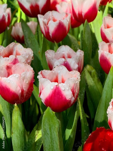 Water drops on white and red tulip flowers on the colors of tulips field