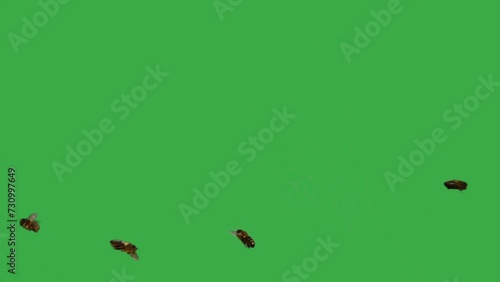 swarm of bees flies on a green screen. slow motion photo