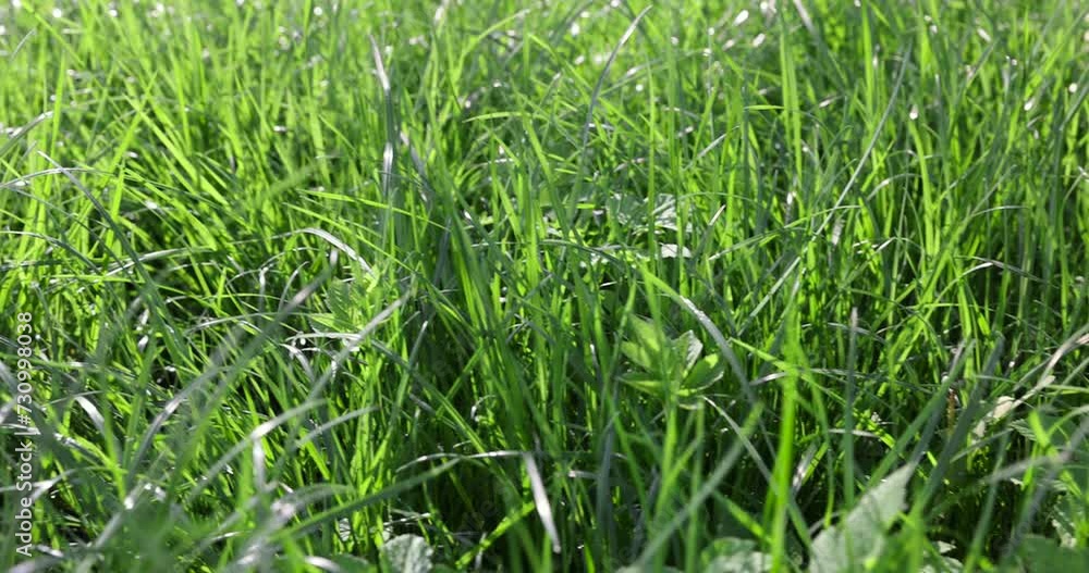 green soft grass in spring close-up, growing in a field of green grass in sunny spring weather green soft grass in spring close-up, growing in a field of green grass in sunny spring weather