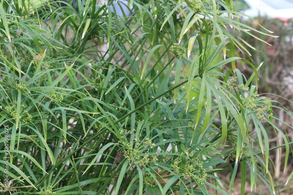 Cyperus alternifolius is a grass like plant. It is also known as umbrella papyrus, umbrella sedge or umbrella palm Cyperus alternifolius is a grass like plant. It is also known as umbrella papyrus, umbrella sedge or umbrella palm