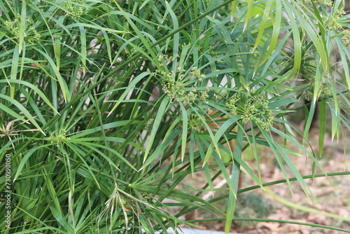 Cyperus alternifolius is a grass like plant. It is also known as umbrella papyrus, umbrella sedge or umbrella palm