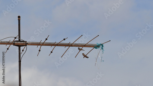 Large swallows (Progne chalybea), perched on the stems of an old analogue TV antenna, under a blue sky.