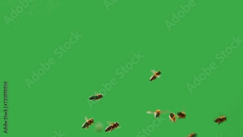 swarm of bees flies on a green screen. slow motion