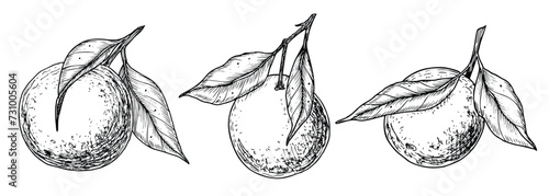 Orange Fruit Branch with leaves. Hand drawn linear set of vector illustrations with mandarin or tangerine. Drawing of clementine tree for food label. Engraved black sketch on white for icon or logo.