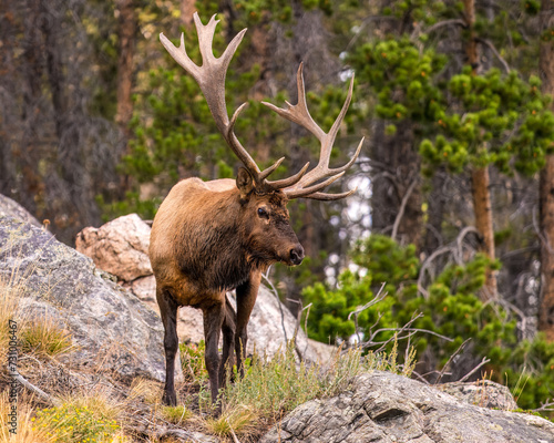 elk in the mountains