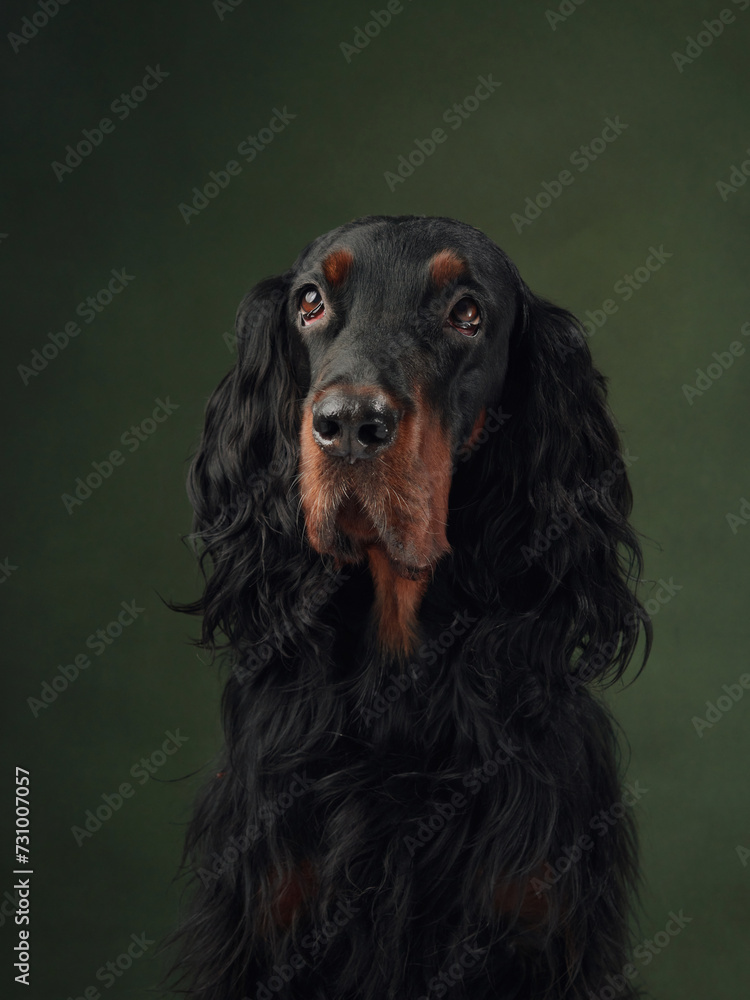 Gordon Setter dog portrait exudes elegance against a green background. The dog's attentive eyes reveal a noble character Gordon Setter dog portrait exudes elegance against a green background. The dog's attentive eyes reveal a noble character