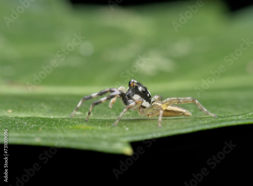 Jumping spider on the leaf seen from the side