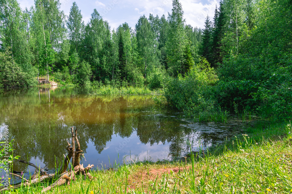 A landscape with a view of a pond with trees growing nearby. A small pond in the forest in summer. The surface of the water. Birch trees grow next to the pond.