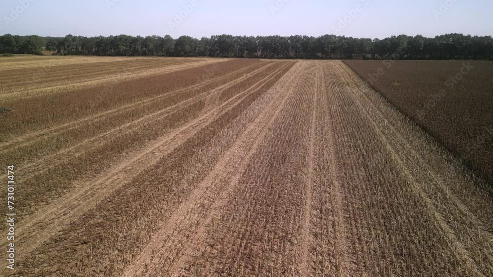 Combine harvesting sunflower on the field Combine harvesting sunflower on the field