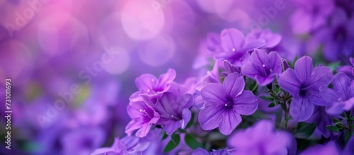 The field is filled with a variety of purple flowers, including irises, violets, and other flowering plants in shades of magenta and electric blue.