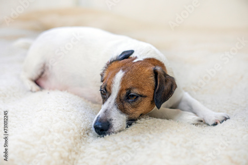 funny pregnant dog Jack Russell Terrier resting on a woolen rug in the room. Caring for pregnant and lactating dogs