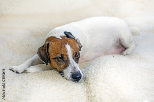 funny pregnant dog Jack Russell Terrier resting on a woolen rug in the room. Caring for pregnant and lactating dogs © Nataliia Makarovska