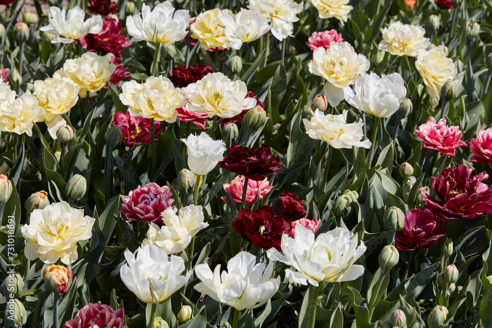 Double tulip flowers in white, pale yellow and dark red colors texture background in spring sunlight Double tulip flowers in white, pale yellow and dark red colors texture background in spring sunlight