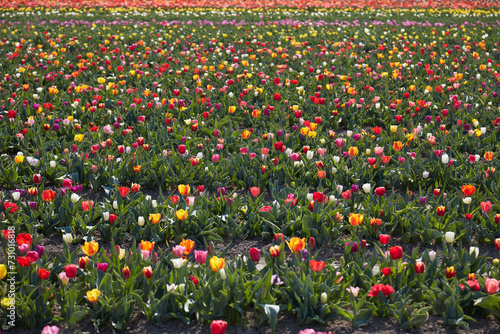 Tulip field with types of flowers and colors in spring sunlight