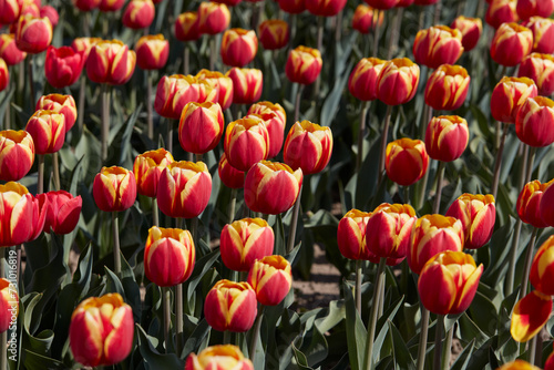 Tulip flowers with yellow and red petals in spring sunlight