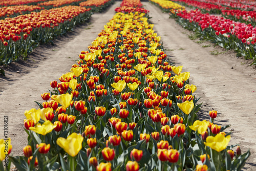Tulip flowers in yellow, red colors and field in spring sunlight